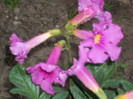 incarvillea