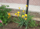 irisi