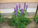 lupini
