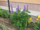 lupini