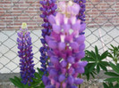lupini