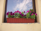 petunii