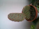 cactus 2012