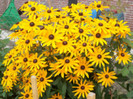 rudbeckia