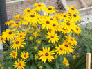 rudbeckia