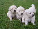 3 puppies