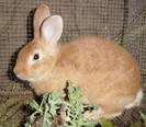 conejo
