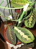 MARANTA TRICOLOR