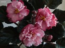 DSCN7332