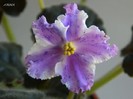 EK-Hrustalinaia Melodia-