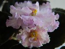 DSCN7348