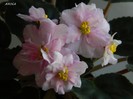 DSCN7353