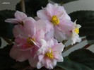 DSCN7354