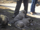 Copy (9) of Picture 228