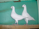 pereche-4vanduti