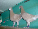 pereche-5vanduti