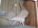 pereche-9