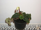 peperomia