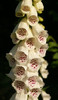 Digitalis purpurea white   spots