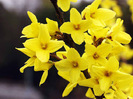 floare-forsythia