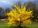 forsythia