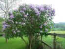 Syringa vulgaris - Liliac