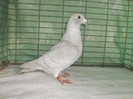 Willi (2)