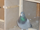 P1050035