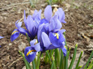 Iris reticulata Blue (2012, March 19)