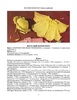 4246833a