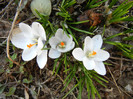 Crocus Prins Claus (2012, March 17)