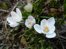 Crocus Prins Claus (2012, March 17)