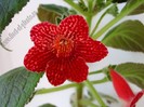 NEW - Kohleria Skogsbrand