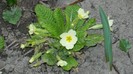 DSCN0007