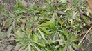 DSCN0041