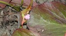 DSCN0042