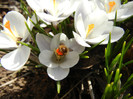 Crocus Prins Claus (2012, March 18)