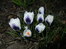 Crocus Prins Claus (2012, March 18)