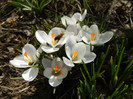 Crocus Prins Claus (2012, March 18)