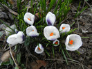 Crocus Prins Claus (2012, March 18)