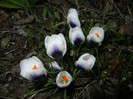 Crocus Prins Claus (2012, March 18)