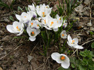 Crocus Prins Claus (2012, March 19)