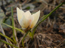 Crocus Snow Bunting (2012, March 17)