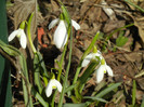 Snowdrops (2012, March 17)