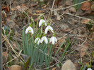 Snowdrops (2012, March 18)