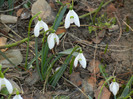 Snowdrops (2012, March 18)