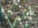 Snowdrops (2012, March 18)