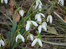 Snowdrops (2012, March 18)