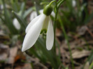 Snowdrop (2012, March 19)