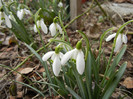 Snowdrops (2012, March 19)